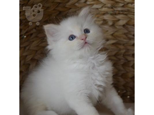 PoulaTo: ΚΑΛΑ ΓΑΤΑΚΙΑ RAGDOLL PEDIGRE μόνο whatsapp (+63-995-461-6242)